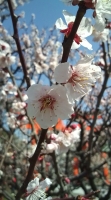 梅の花　No.2
