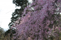 高尾山　桜