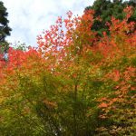 Couleurs de l'automne - Jakuchikyô