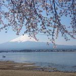 富士と桜