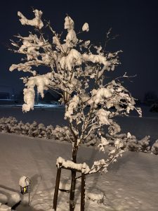 雪