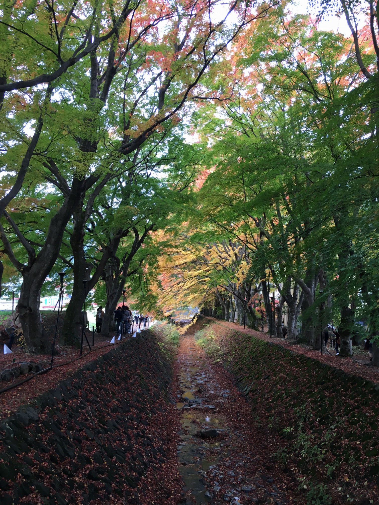紅葉回廊 紅葉回廊