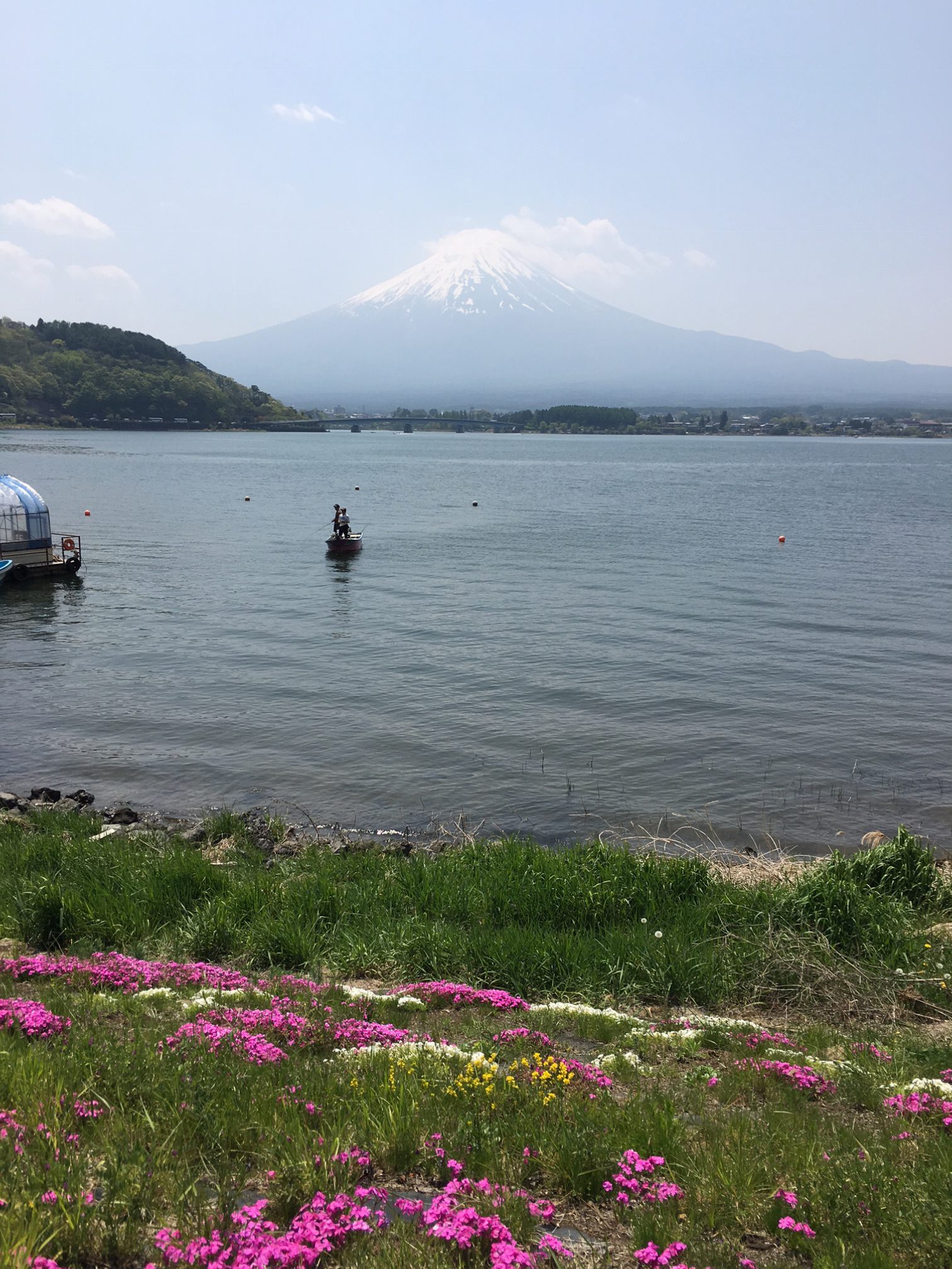 芝桜 芝桜