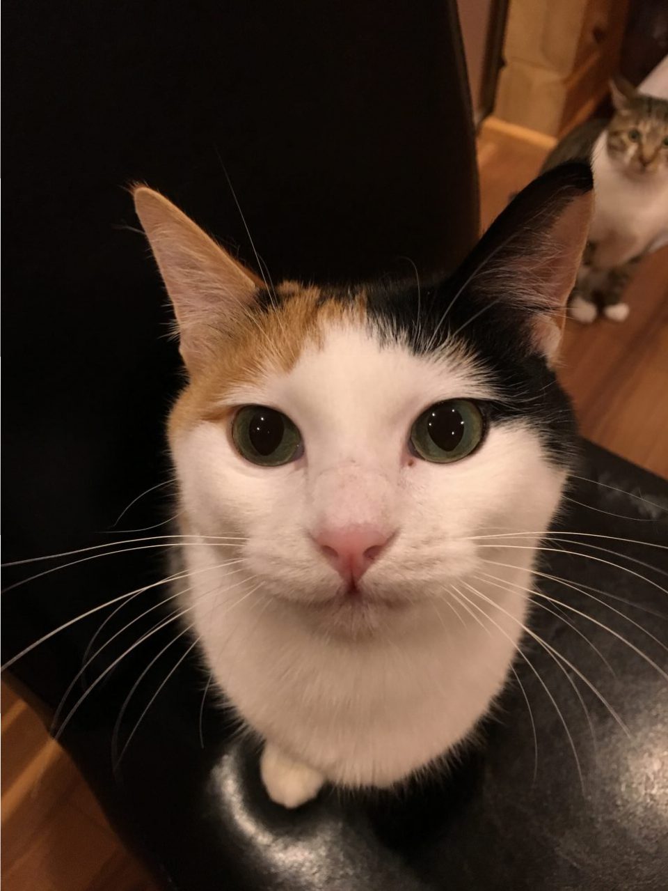 ネタがなくてつくね ネタがなくてつくね