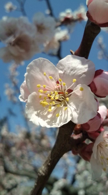 梅の花 梅の花