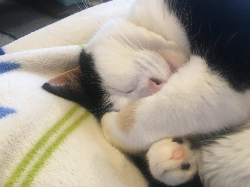 つくね つくね