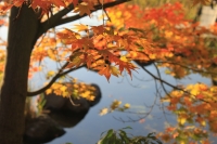 最後の紅葉