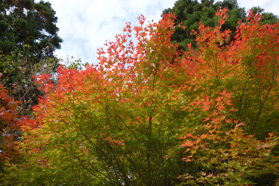 寂地峡　紅葉