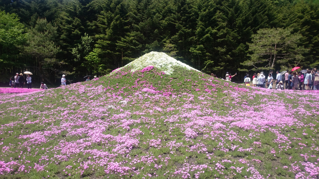 富士芝桜まつり