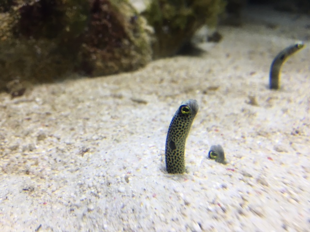 江ノ島水族館