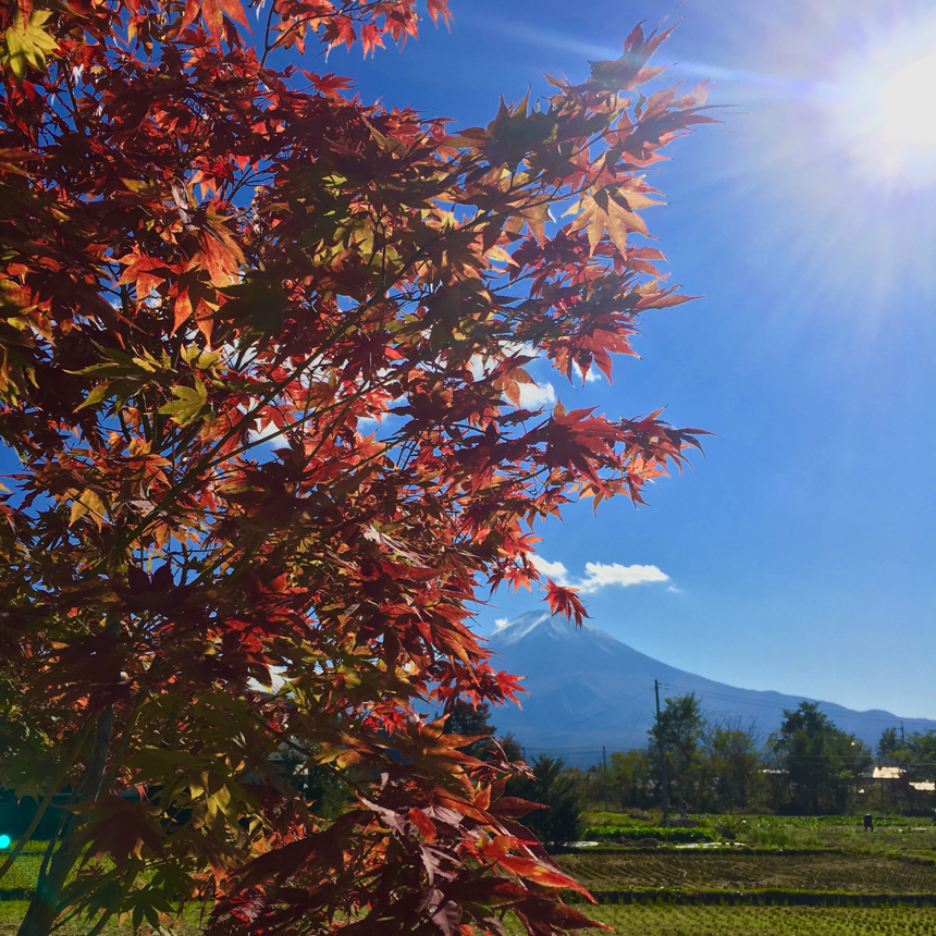 紅葉 紅葉