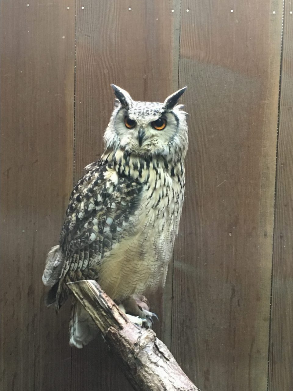 富士花鳥園