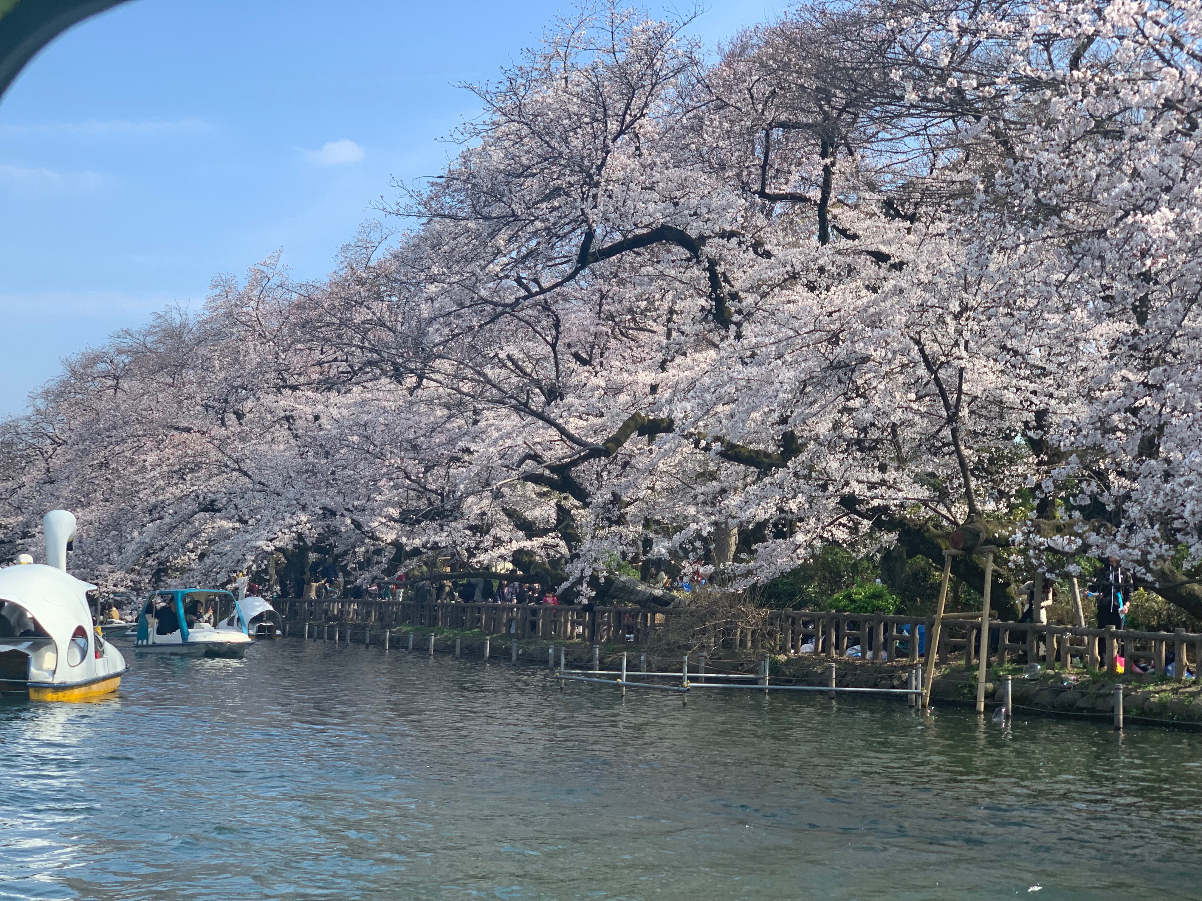 お花見