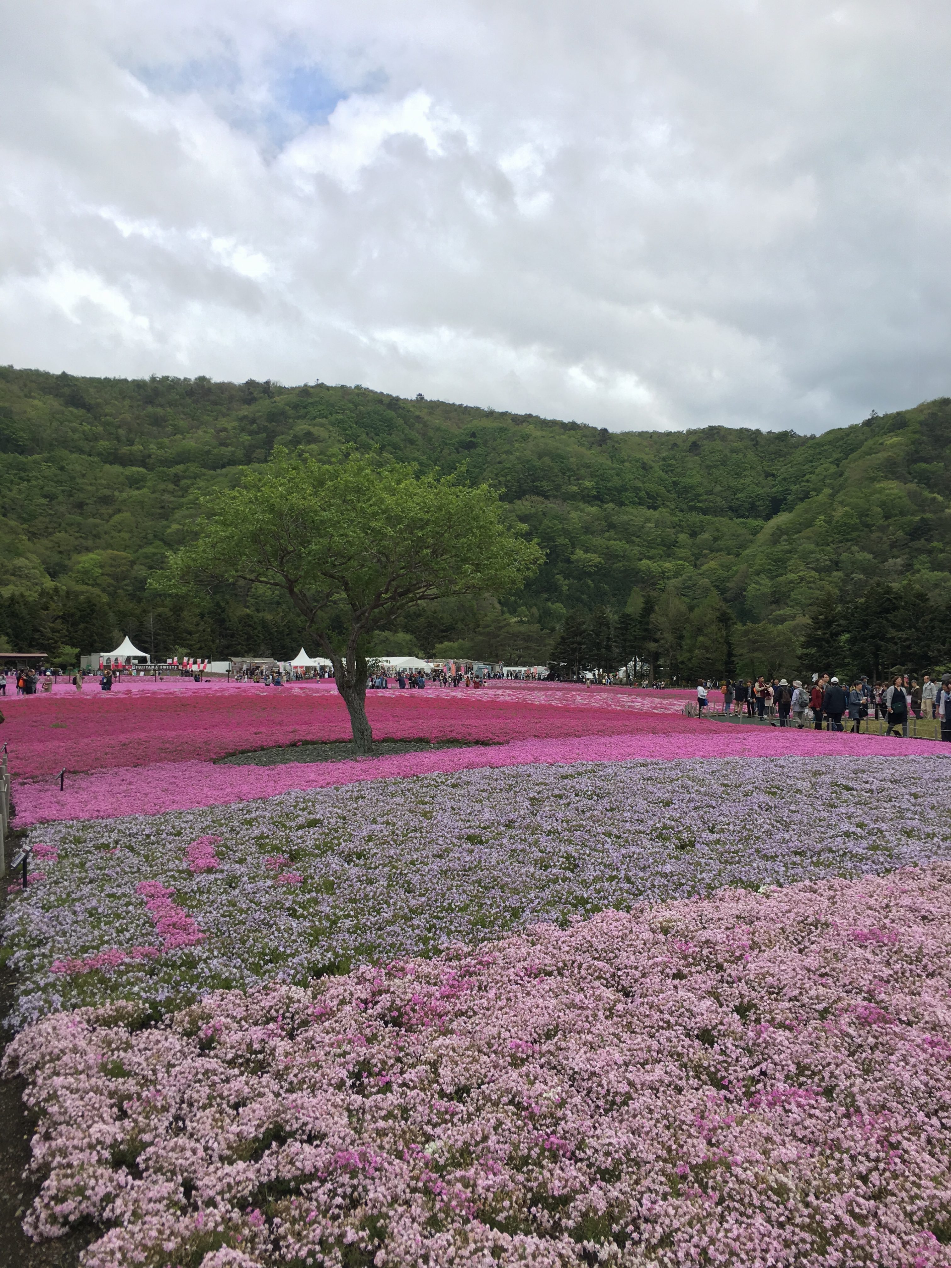 富士芝桜まつり