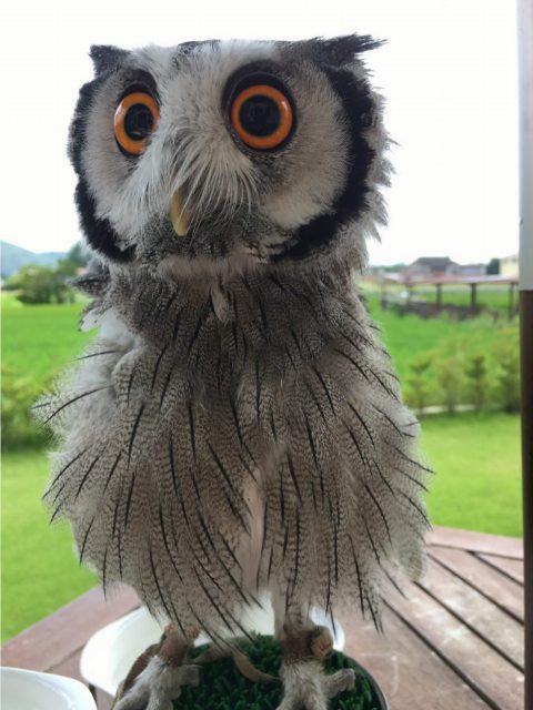 まだ羽が生え替え中