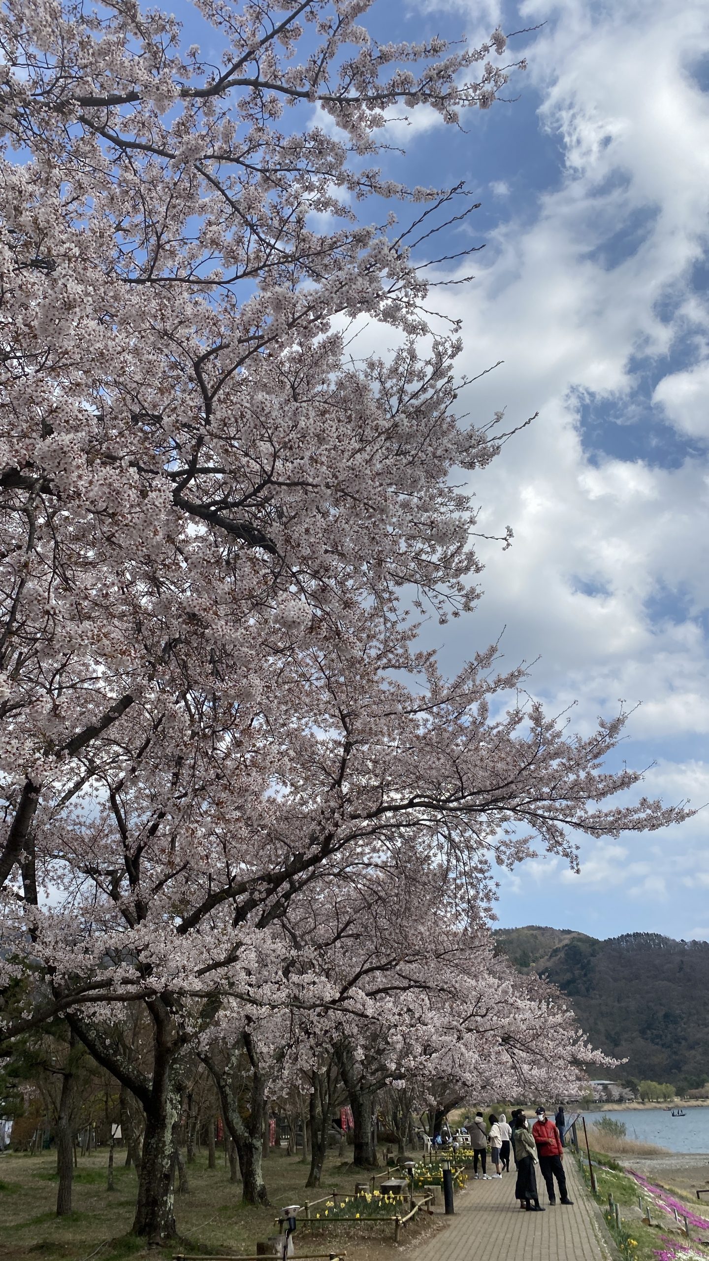 最後のさくら