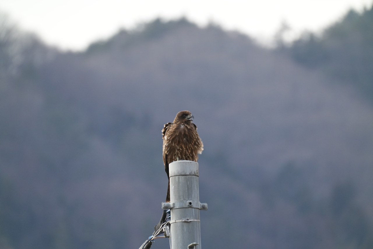 野鳥