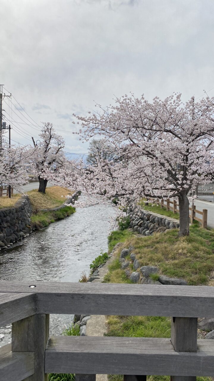 桜